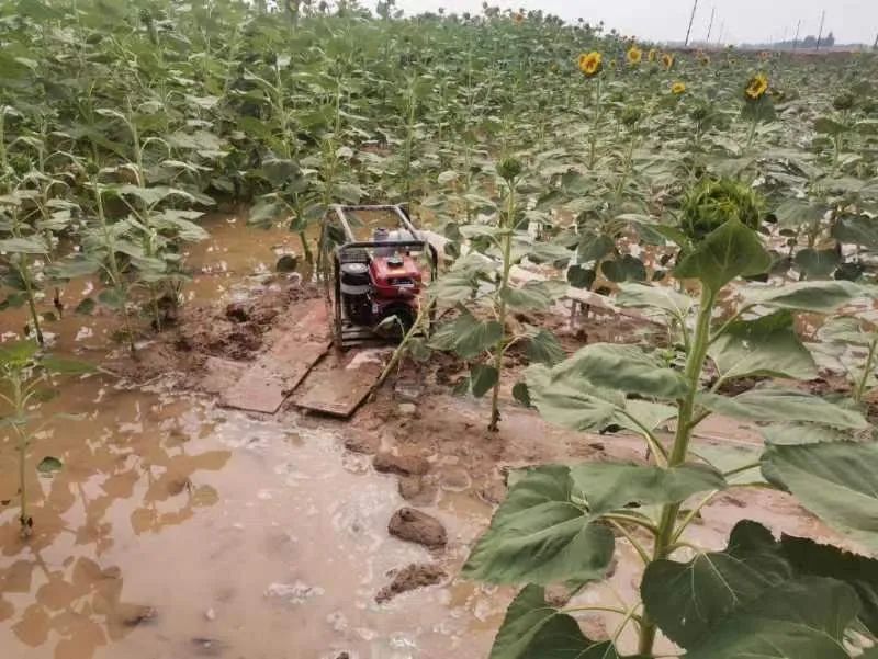 高温叠加少雨 北方2地出现特旱_南方高温干旱_南旱北涝的原因