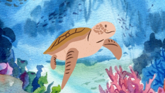 海龟记忆大赛，有份大奖等你来拿！| IUCN 呼吁参与