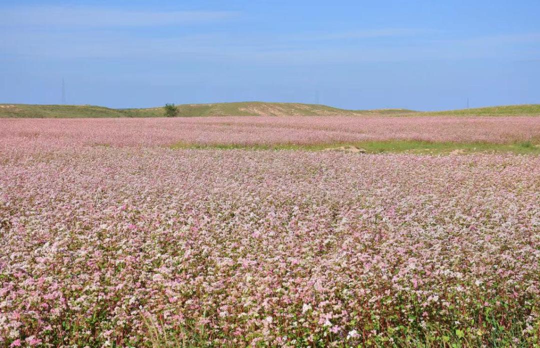 荞麦花开宛如丹青画卷