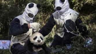 熊猫害怕“熊猫人”吗？网友：反正我挺怕的