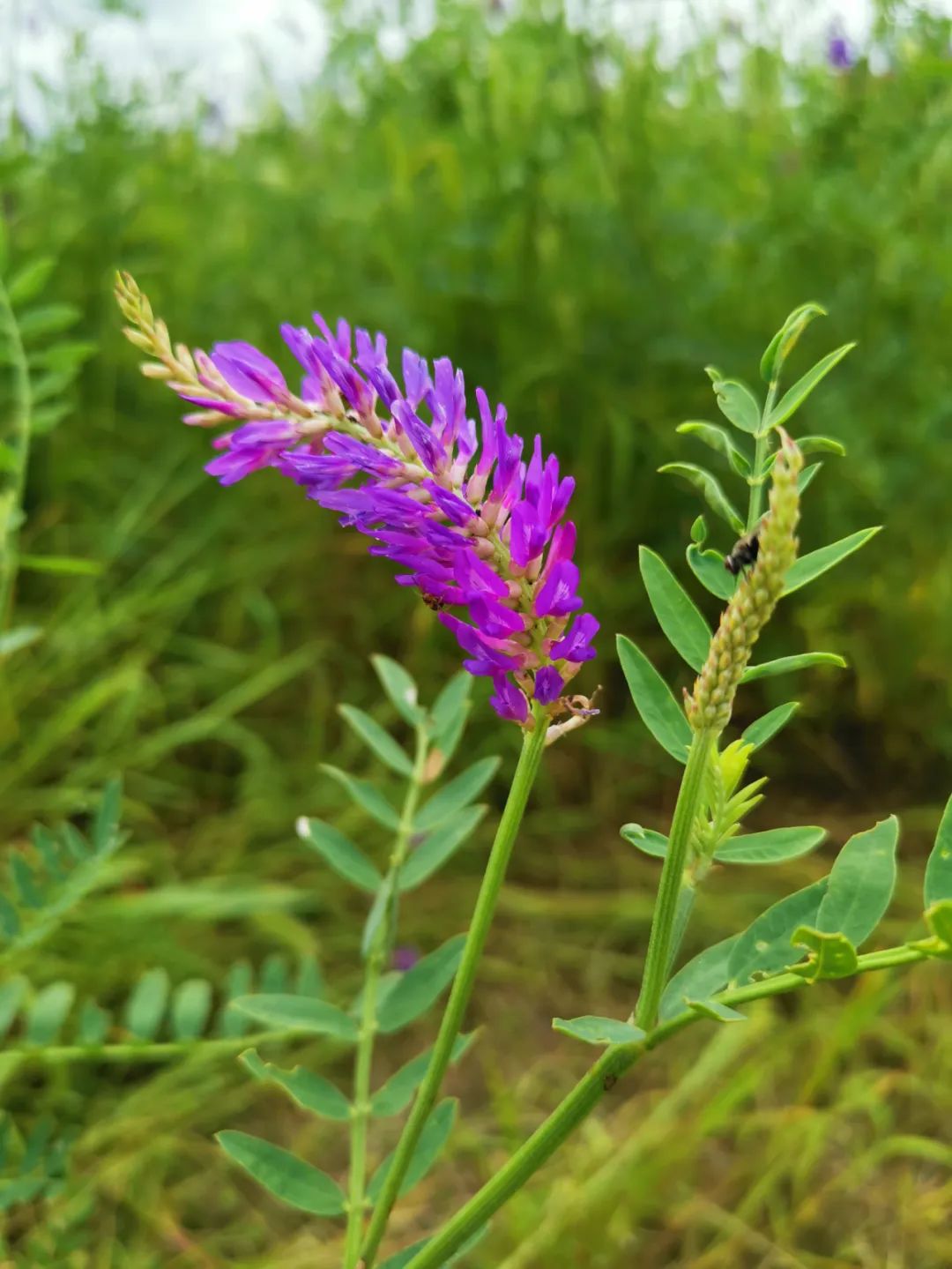 沙打旺在彰武,这样的进程在20世纪就走到了尽头.