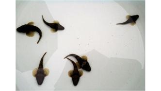 秋风起，鲈鱼肥：松江鲈鱼是如何在河鲜界突出重围的？