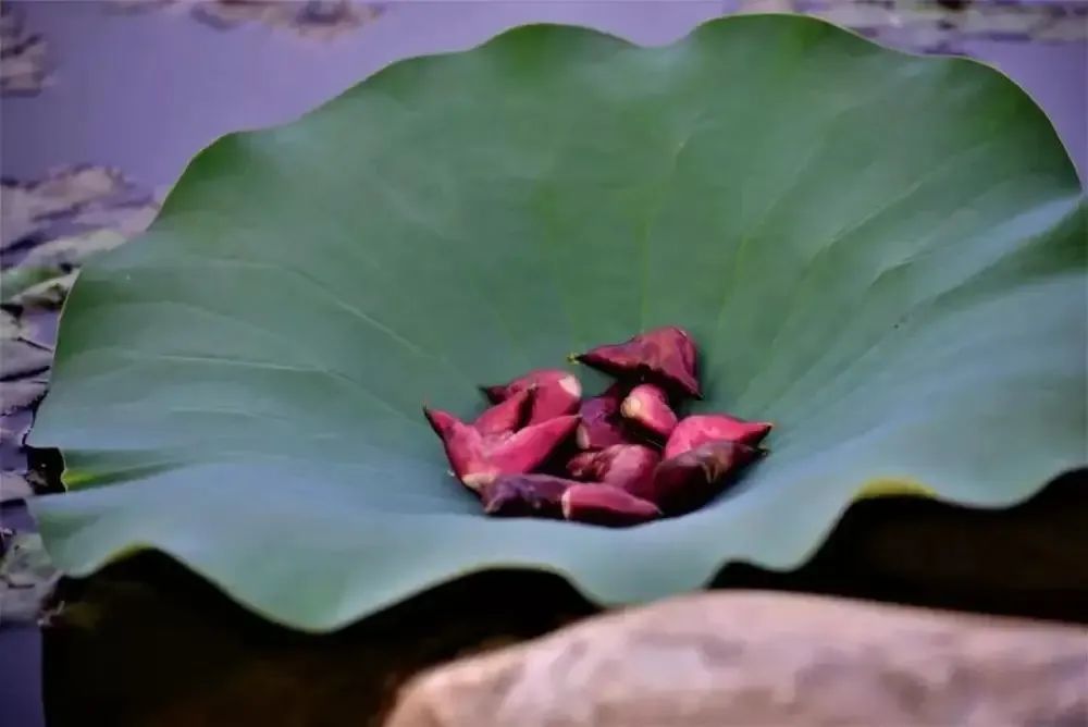 【诗中节令】菱角:深处种菱浅种稻『明月几时有』(123)
