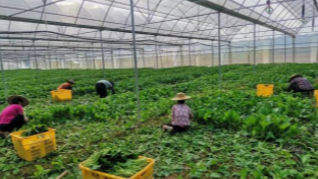 黄田镇大力发展种植业，让村民在家门口就业增收