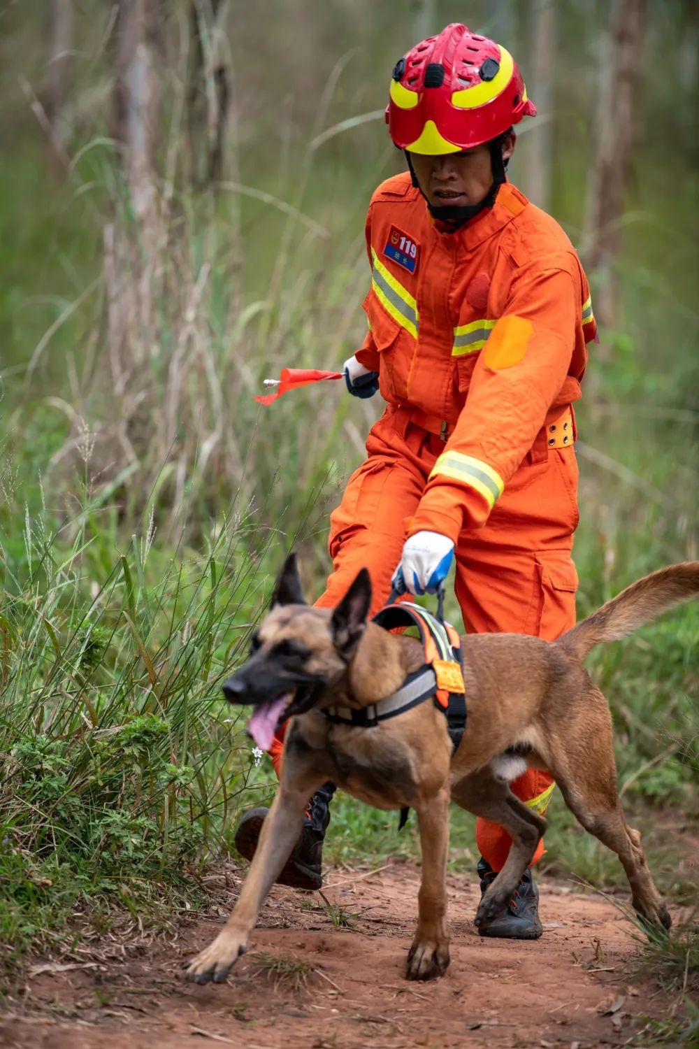 西岭搜救犬图片