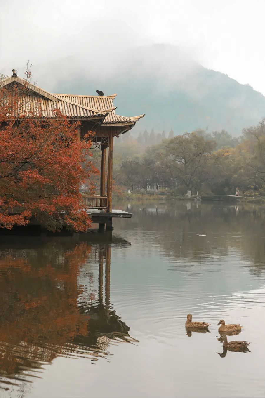 人间秋凉,慢慢喝茶