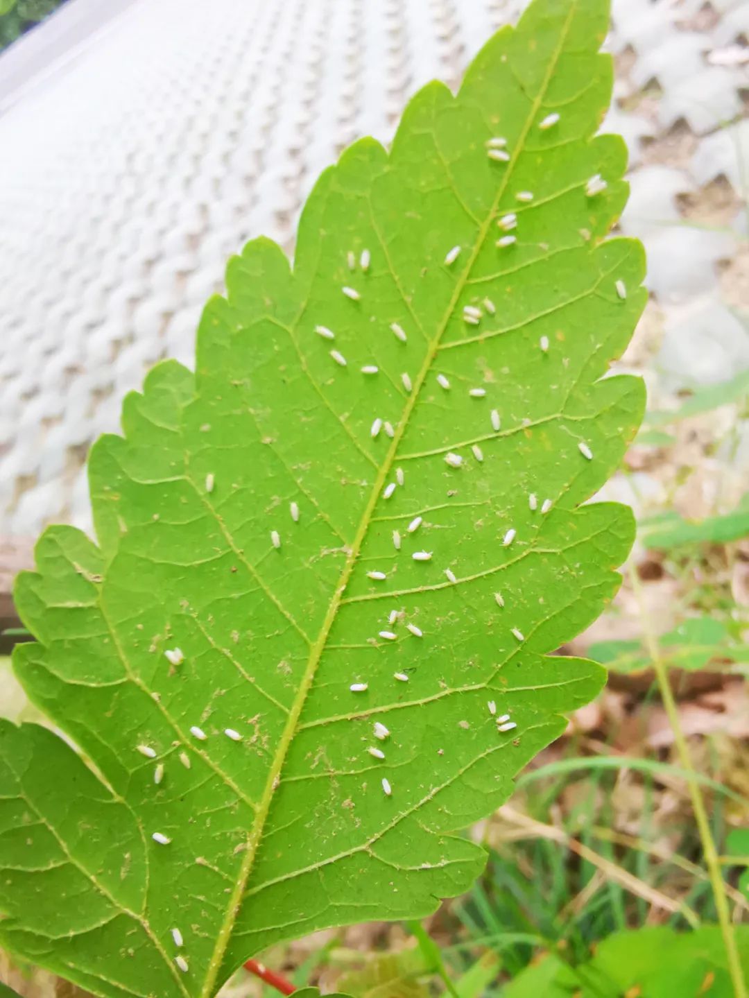 番茄等蔬菜主要危害红芋,大豆,棉花等作物俗称小白蛾这种小白飞虫叫烟