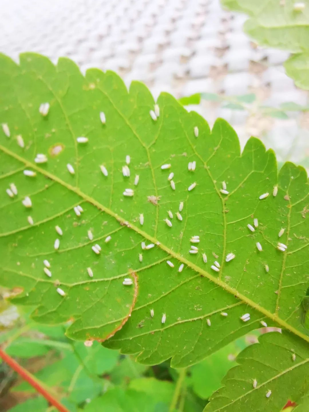 而部分绿化树木也适合烟粉虱生长繁殖加上城区绿化密度逐年加大导致