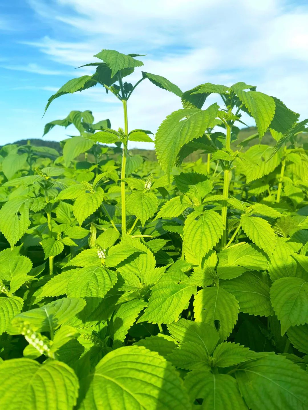 "从苏子基地开始建设起,我们屯子不少人就在这务工.