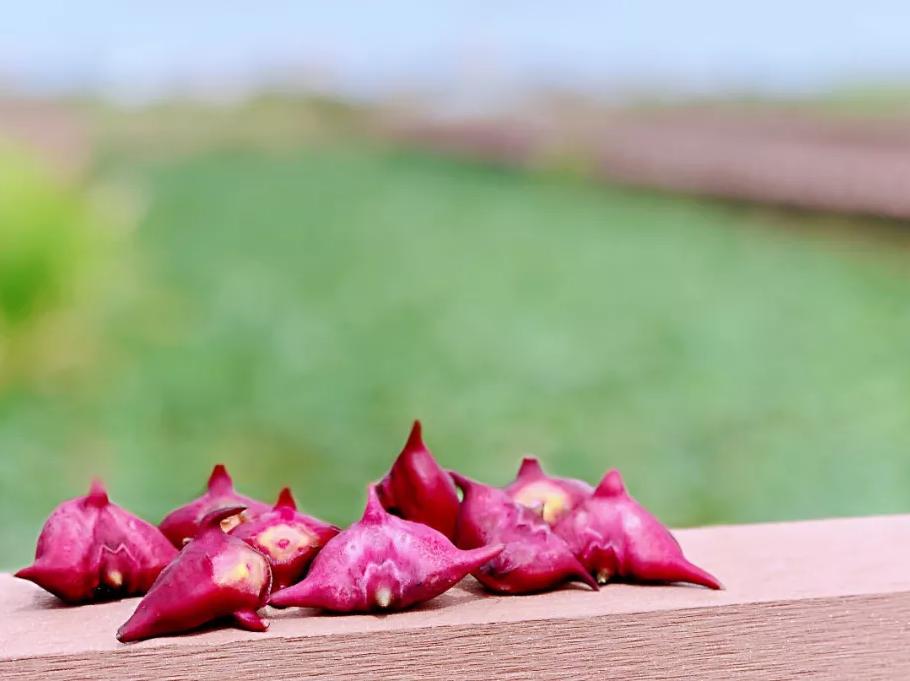 巾帼创 | 秋来菱角香,尝鲜正当时 ——"红菱嫂"与你相约红菱基地_澎湃