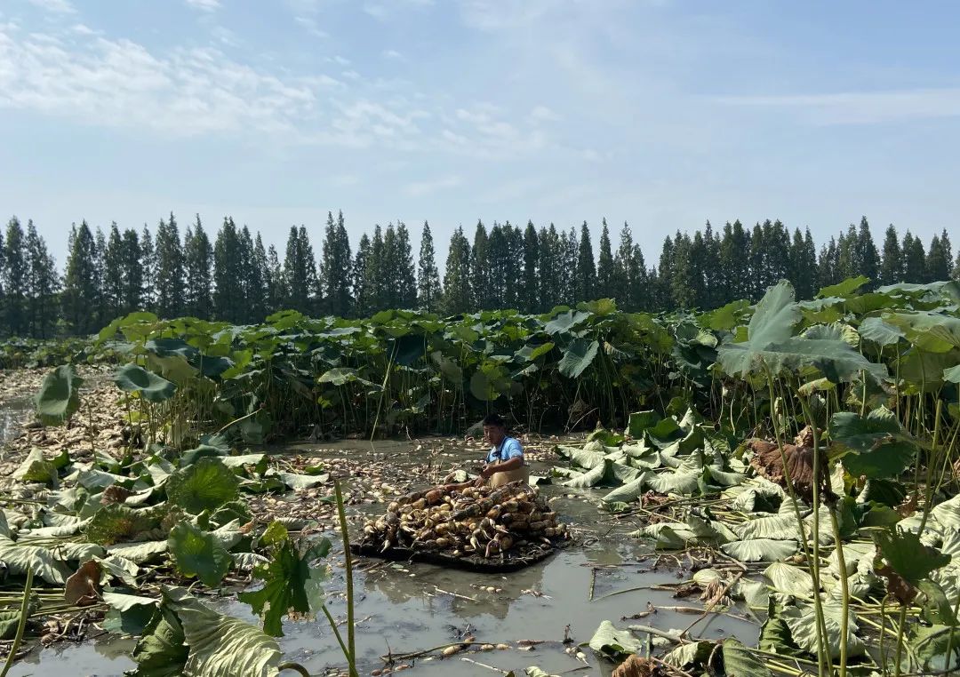 一起来看看青浦初秋的"藕断丝连"吧