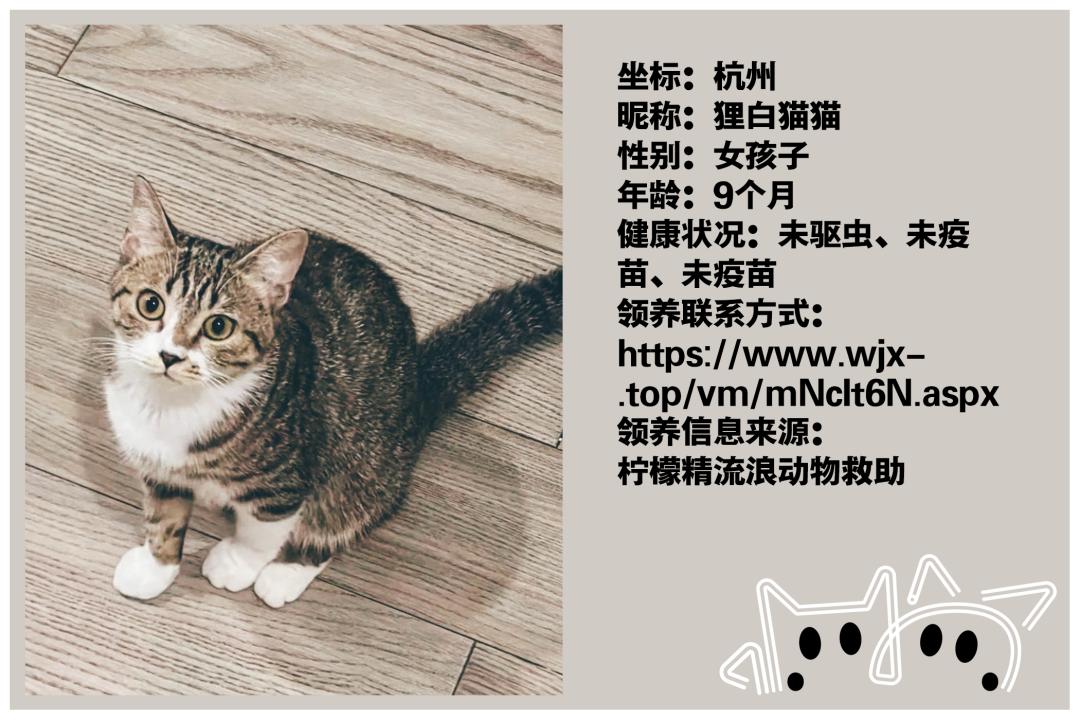 本周这些汪喵星人需要家_澎湃号·湃客_澎湃新闻-The Paper