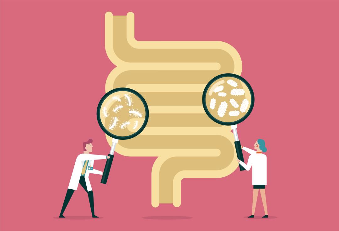 别让有害菌在肠道内争地盘