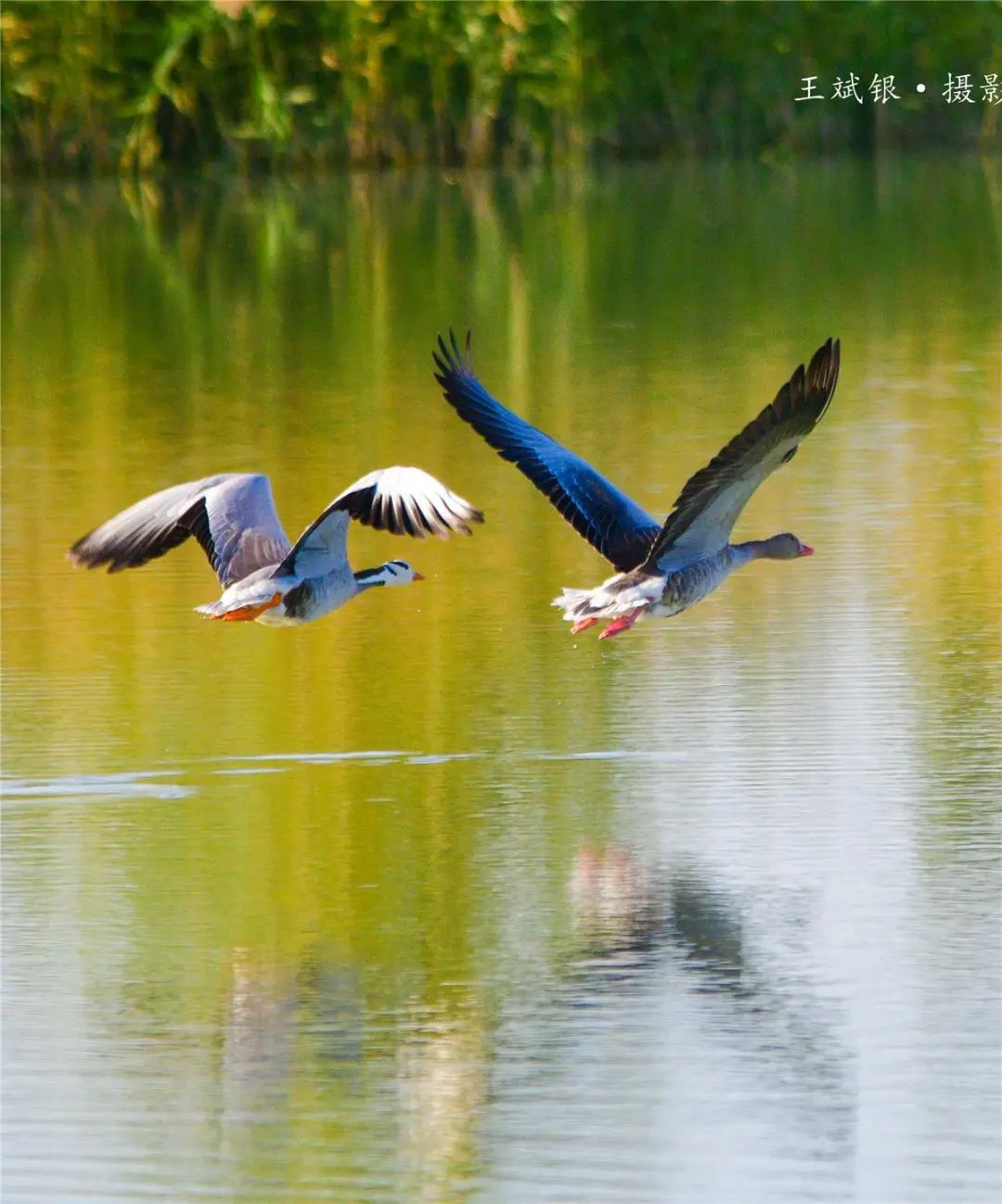 近日,国家二级野生保护动物斑头雁,红嘴雁等雁类候鸟临时落户敦煌