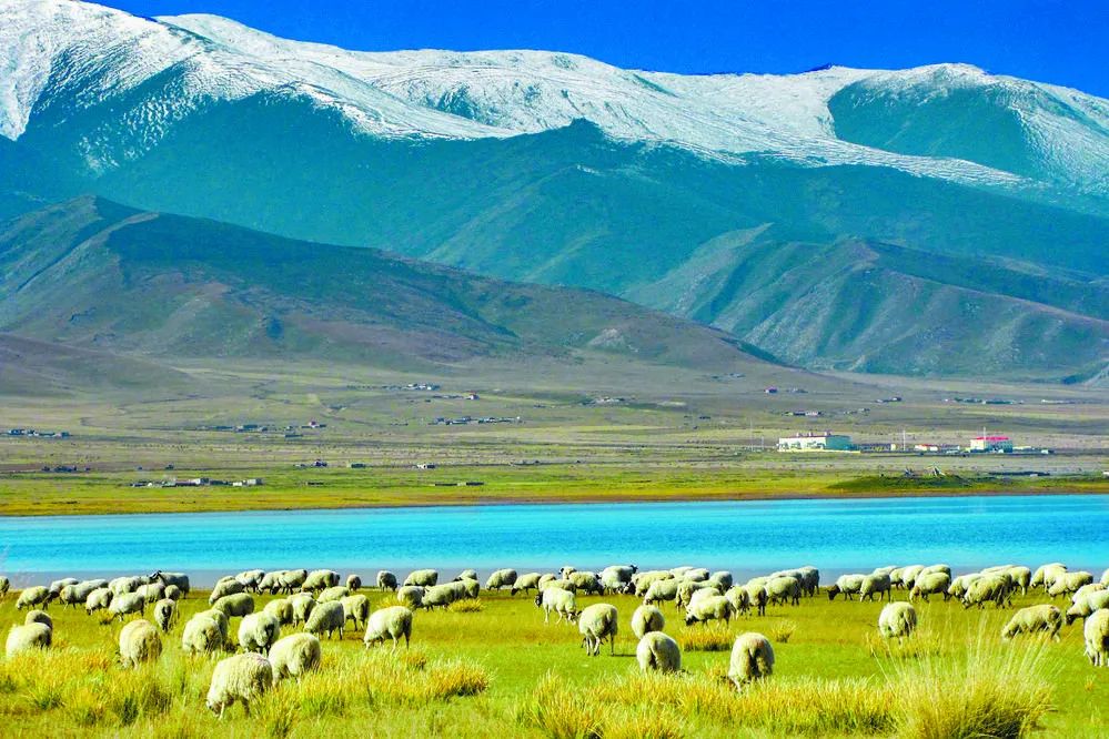 【探秘江源】独特的环境孕育独特的生物 三江源国家公园特别在哪里?