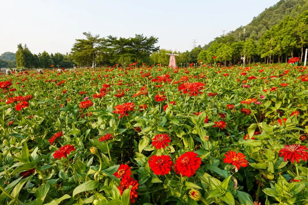 佛山附近花海图片