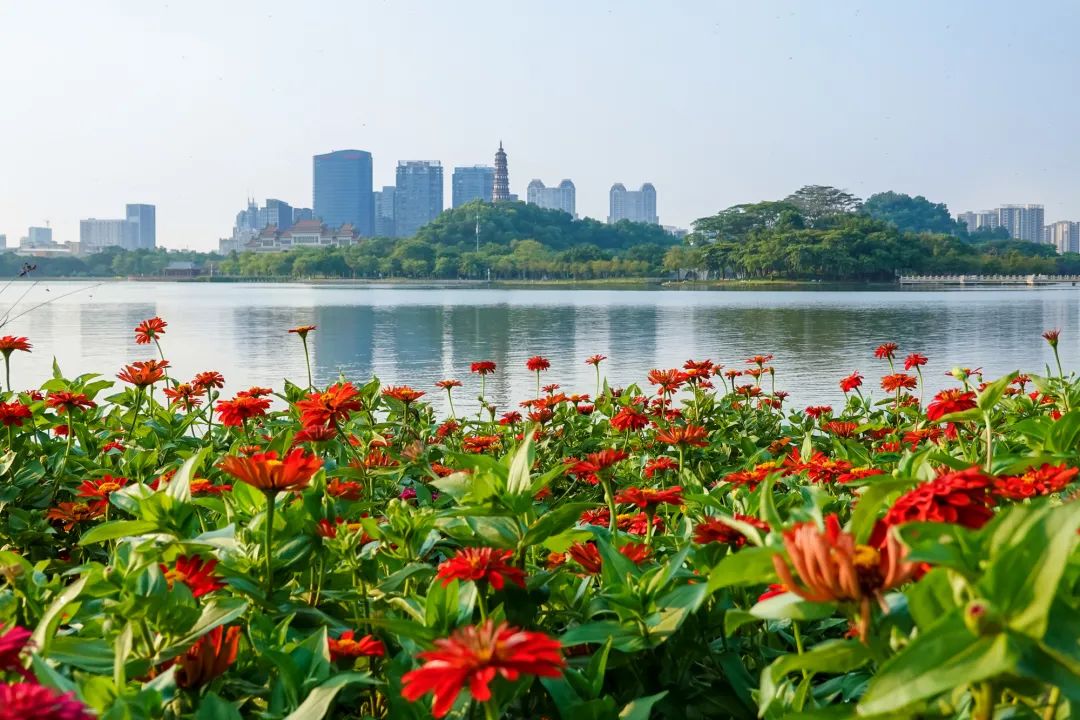 佛山附近花海图片