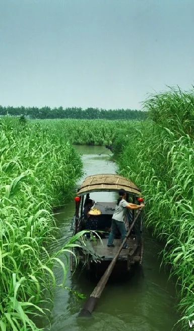 【名镇】浩浩荡荡的芦苇丛里,找寻沙家浜的红色记忆