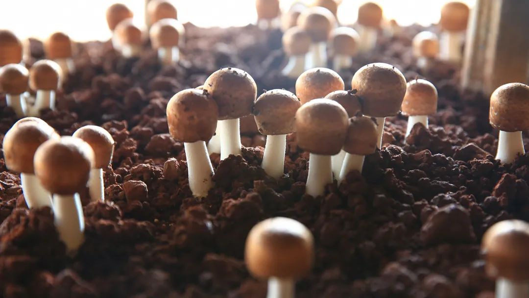 走基层 看振兴丨镇沅县太和村:姬松茸种植助农增收_澎湃号·政务_澎湃