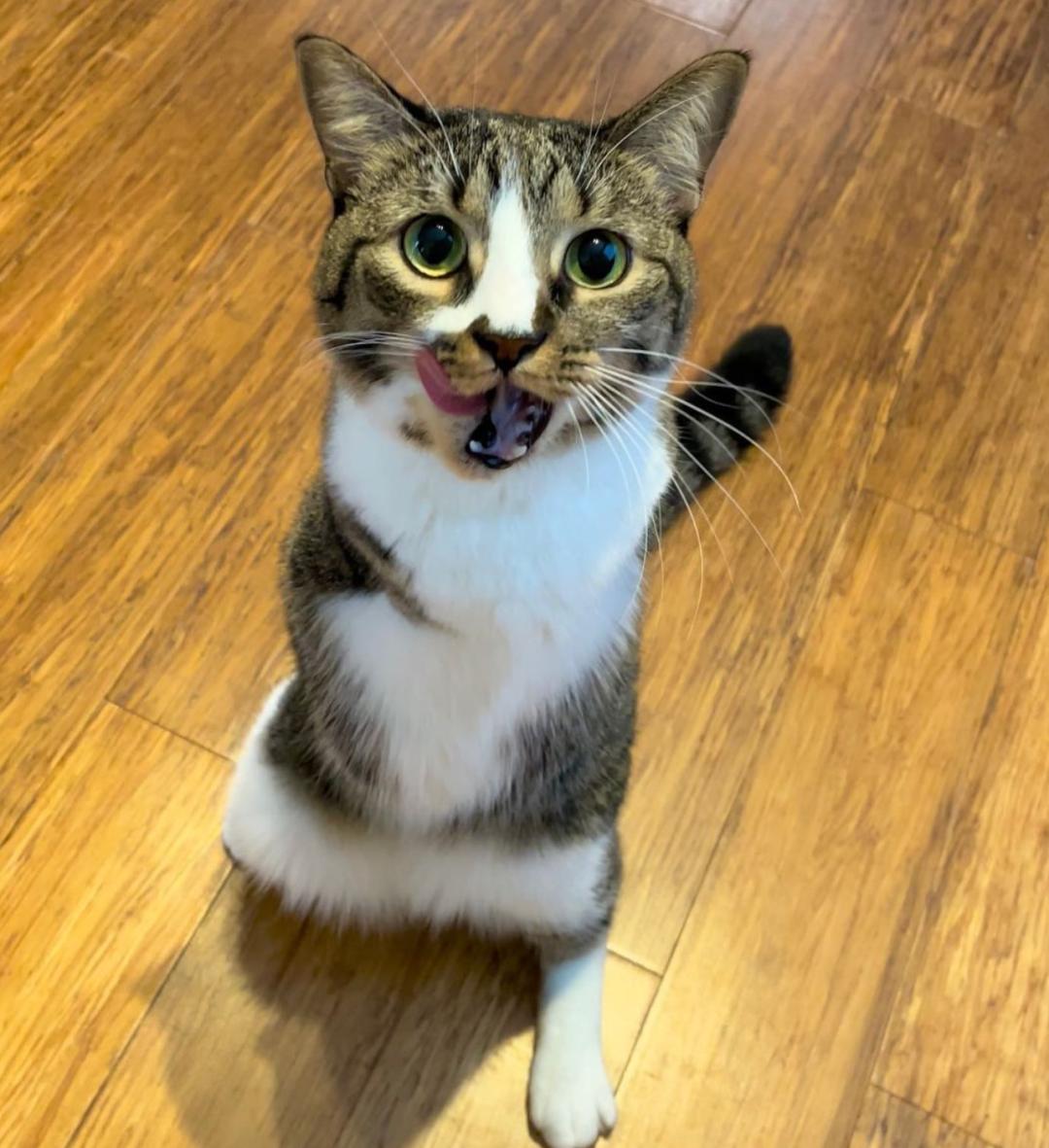 这只治愈系的恐龙猫,能让你告别精神内耗_澎湃号·湃客_澎湃新闻-the