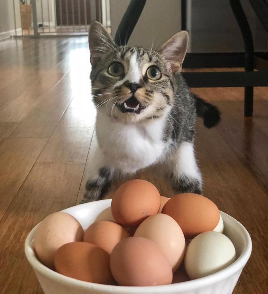 这只治愈系的恐龙猫,能让你告别精神内耗_澎湃号·湃客_澎湃新闻-the