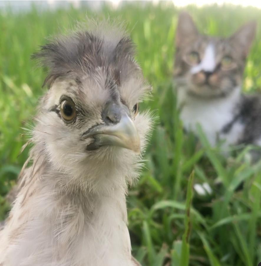 这只治愈系的恐龙猫,能让你告别精神内耗_澎湃号·湃客_澎湃新闻-the