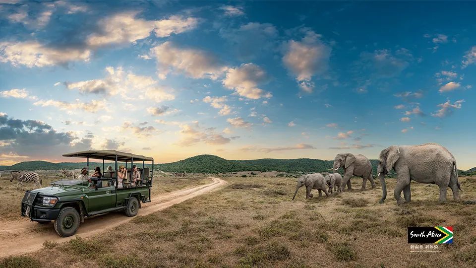 游猎南非，和野生动物专家一起体验“丛林中的一百万种邂逅”_澎湃号·湃客