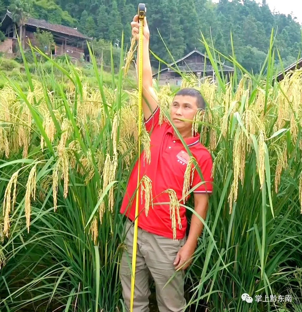 高达1.9米 | 巨型稻在黔东南试种成功，“禾下乘凉”美梦成真……_澎湃号·媒体_澎湃新闻-The Paper