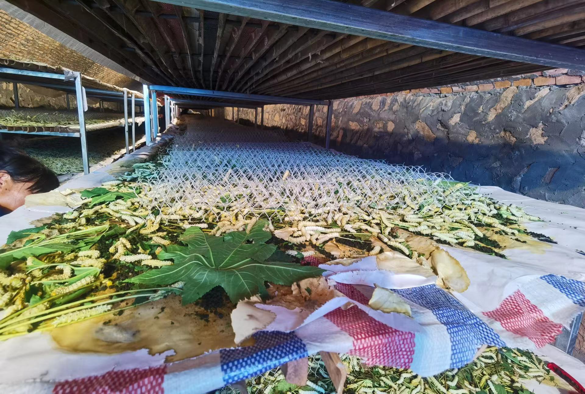 "下一步,合作社作为带头人,将大力推广农户开展蓖麻种植及蓖麻蚕养殖