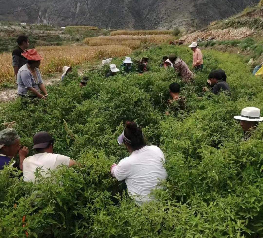 【乡城零距离】洞松乡:树椒地里"砸"订单_澎湃号·政务_澎湃新闻-the