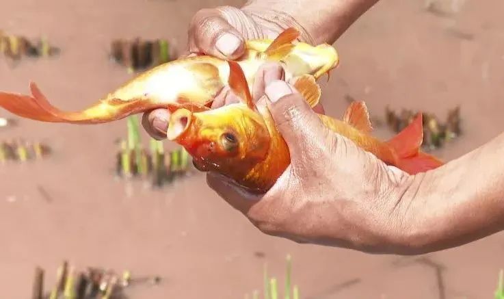 青田田鱼"嫁"到四川山区!