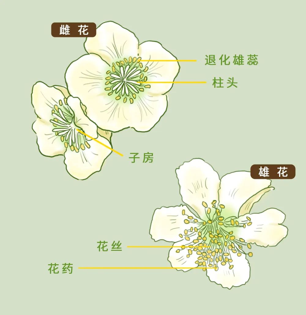 弥猴桃公母株分辨图片