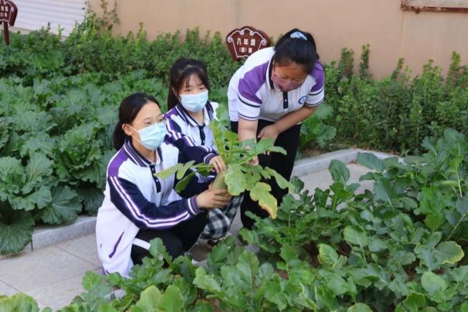 以实践促理论 黄骅市第三中学组织开展丰收节劳动课 体验农耕乐趣