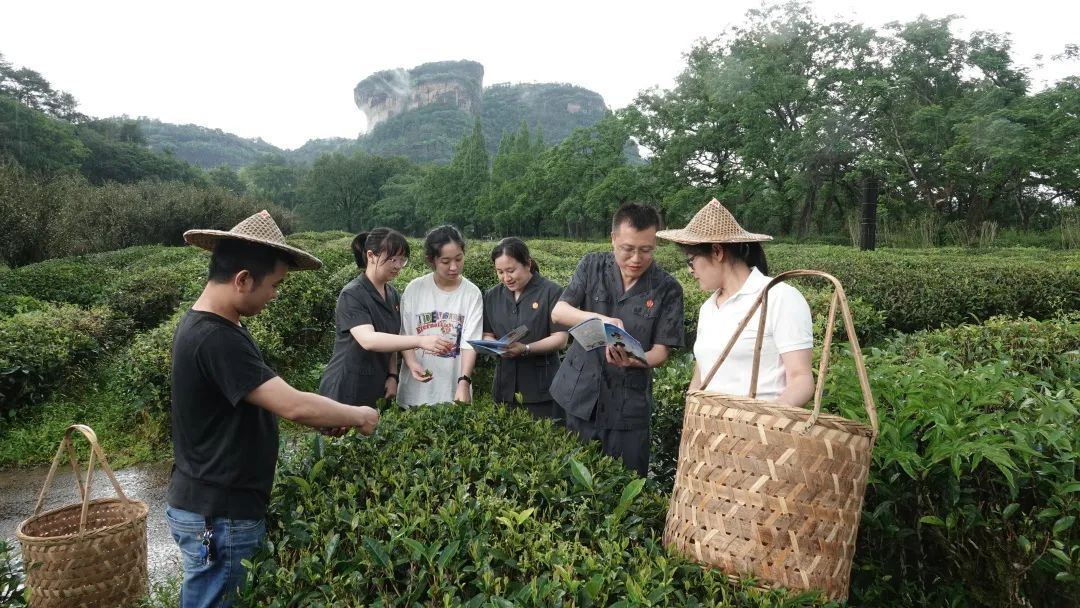 大王峰腳下的天心村開展普法宣傳活動了解武夷山茶葉品牌的保護情況