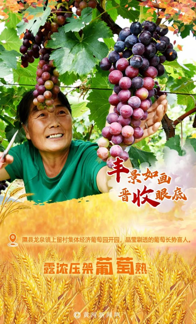 华盛果品科技 庆丰收 迎盛会|山东华盛果品股份有限公司:数字赋能农业发展