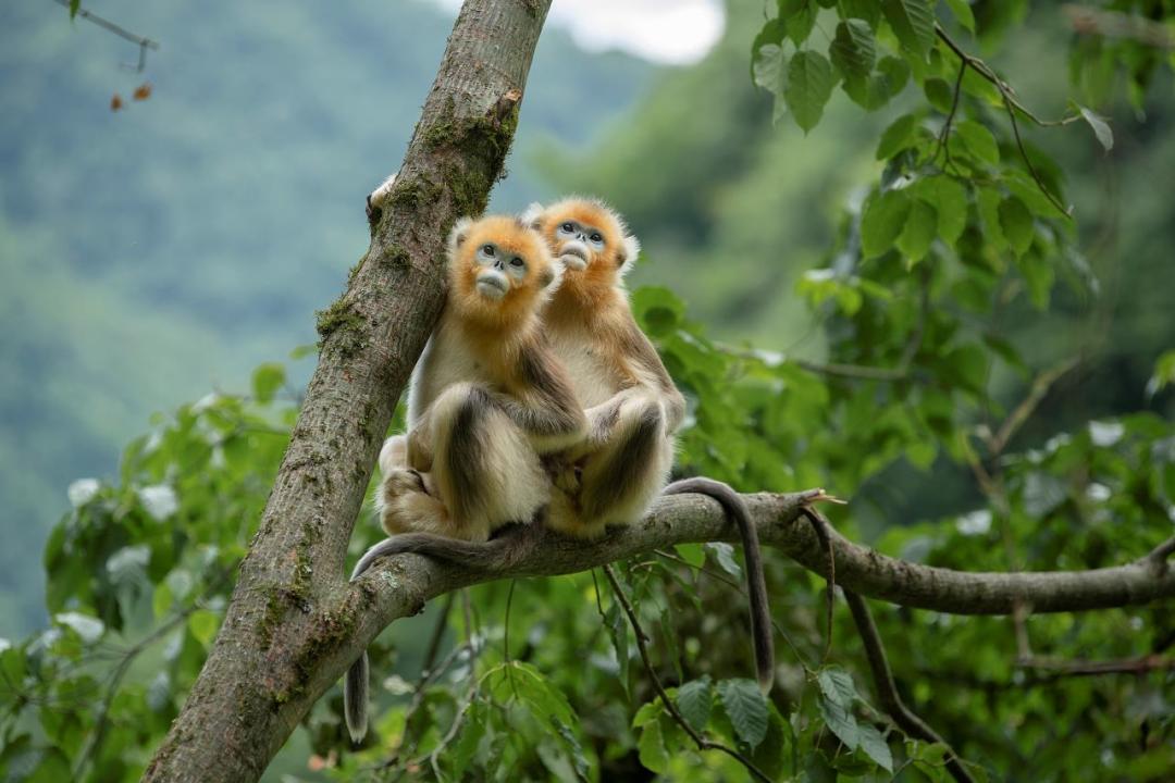 我拍金丝猴 - 姚汉军分享会实录