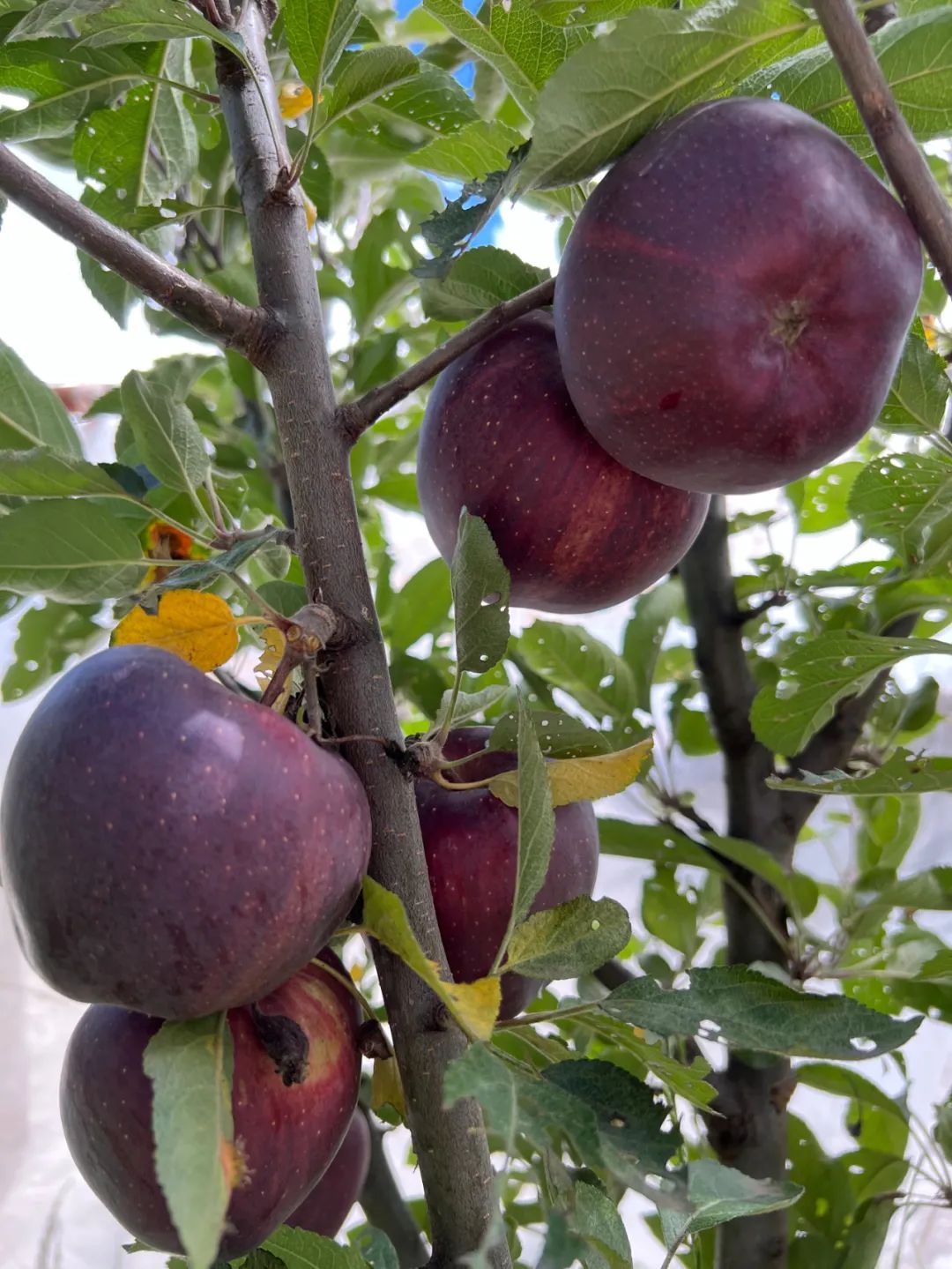 没想到西藏水果这么甜