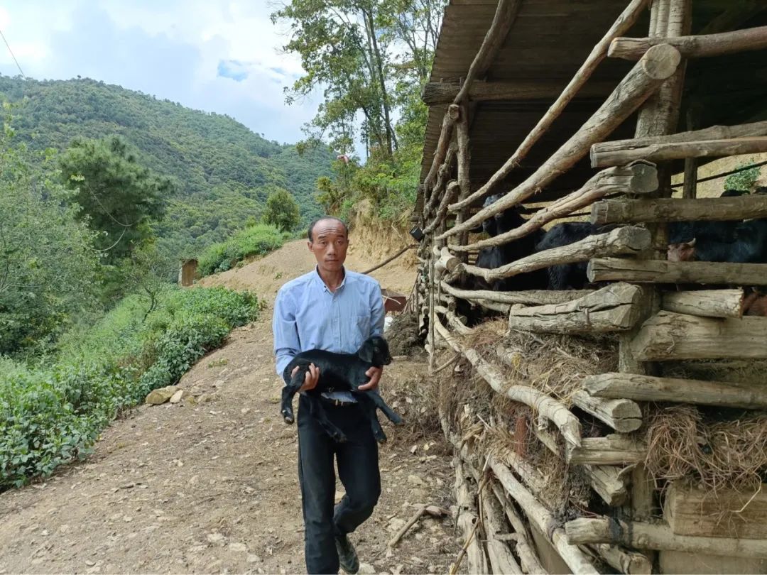 【我们的新时代】李德海:养羊养蜂两不误,卡户变身致富户_澎湃号