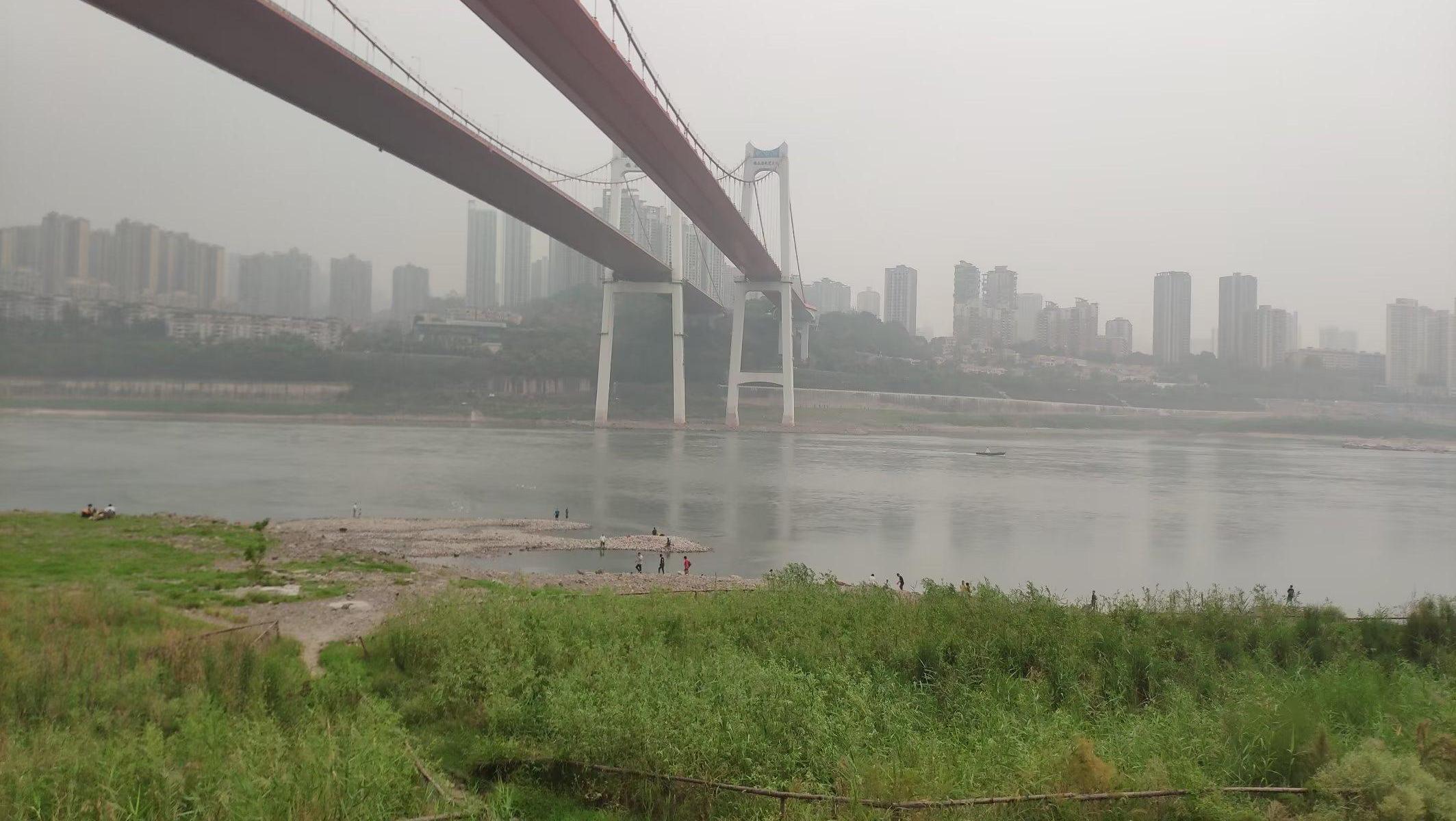 重庆一江边码头现大面积芦苇，芦苇摇曳如诗如画