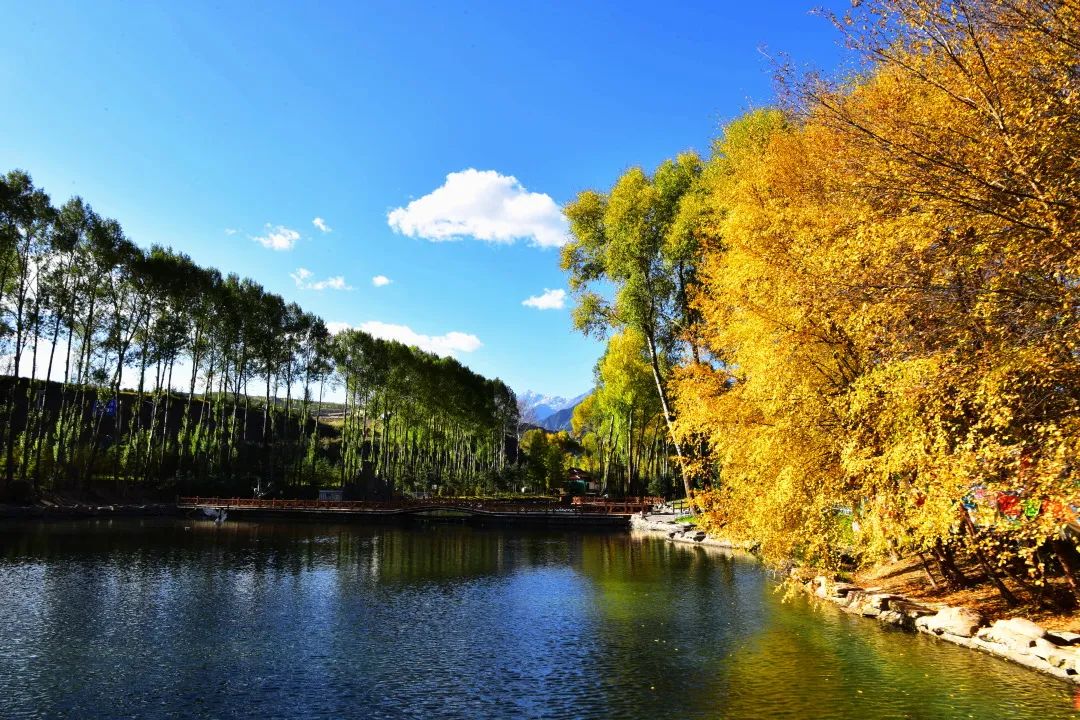肃南美景 | 甘肃肃南:深秋那片桦树林惊艳了这个秋天