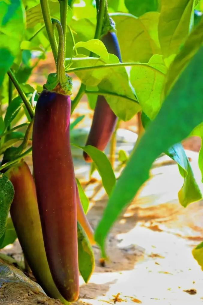 在临夏州各镇村蔬菜种植大棚里融汇成沉甸甸的幸福……绿油油的西瓜