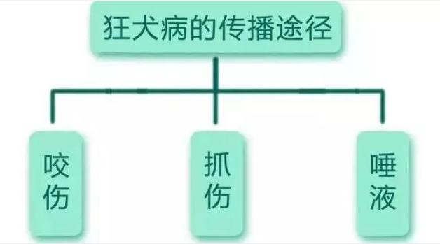传染源狂犬病又名"恐水症","疯狗症",是由狂犬病毒所致的急性传染病