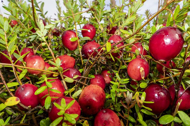 【市外媒体看抚远】中国最大蔓越莓种植基地迎来最早丰收季_澎湃号