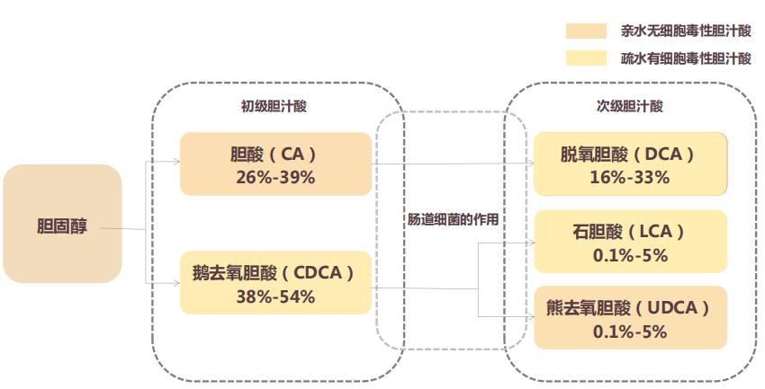 关于临床使用熊去氧胆酸，你想知道的都在这里