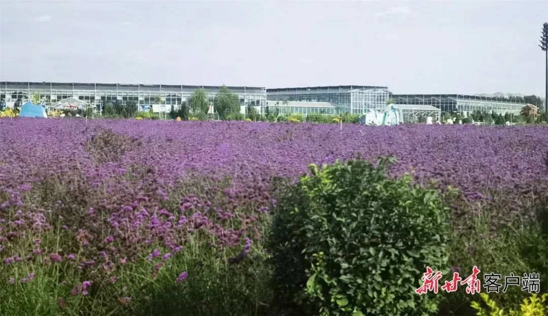 金秋时节,走进靖远县东湾镇瓜园村水稻种植基地,放眼看去,平整开阔的