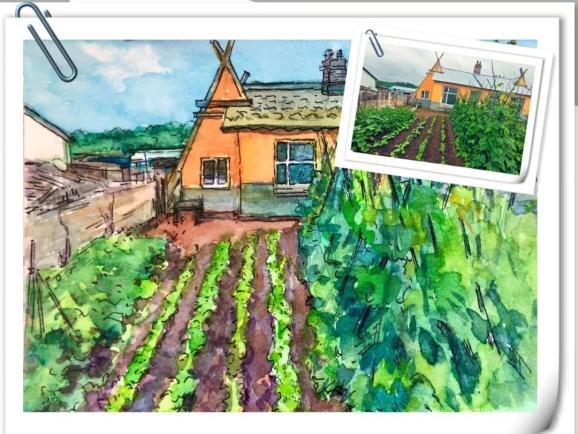 手绘菜园来了!_澎湃号·政务_澎湃新闻-the paper