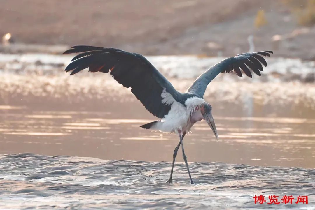 濒临绝迹物种——秃鹳现身淄博_澎湃号·媒体_澎湃新闻-the paper