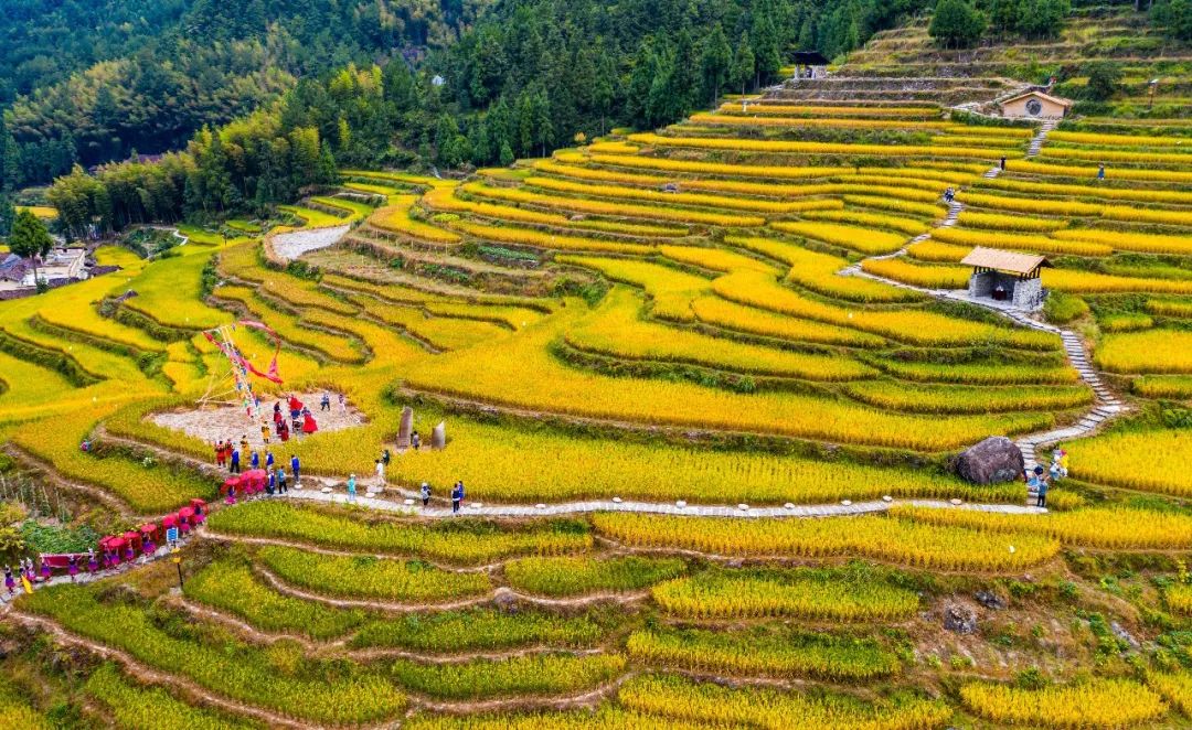 秋游丽水：“神秘畲乡”景宁攻略来了-第10张图片-海南百花岭热带雨林文化旅游区