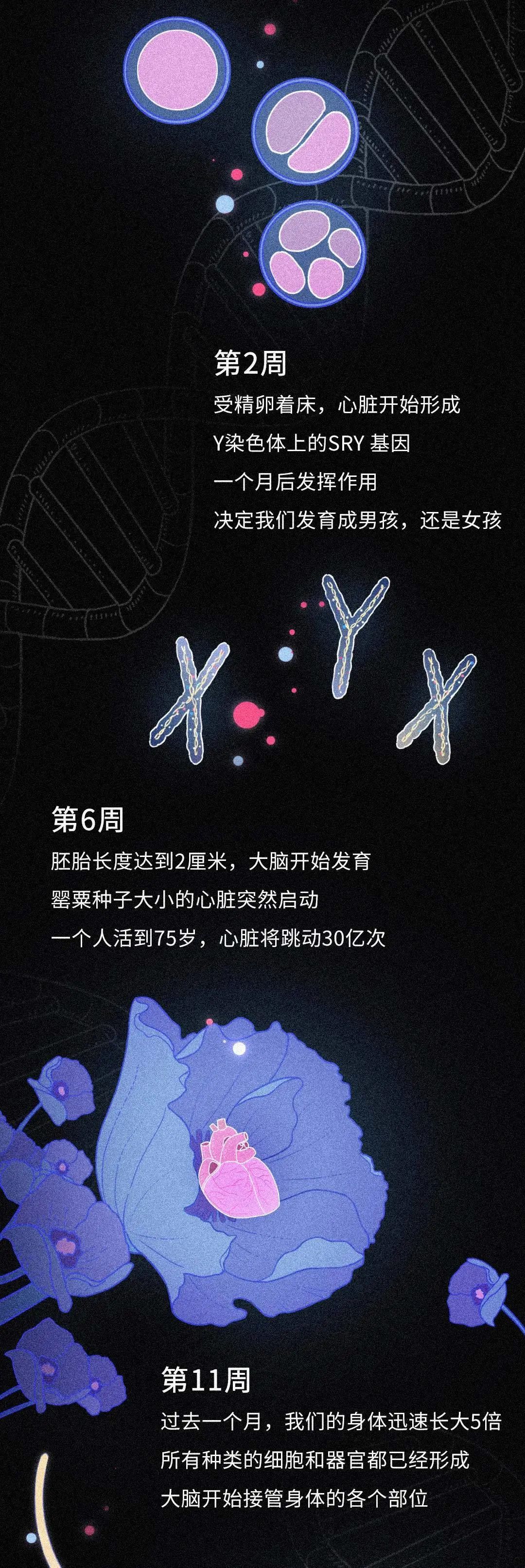 卵子受精后的天 人类的肉体都经历了什么