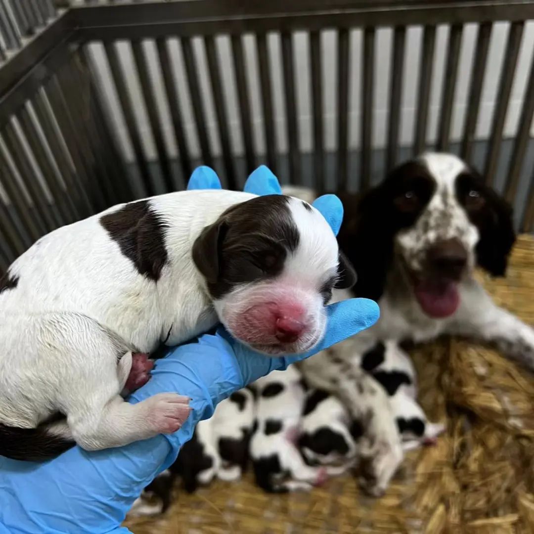 警犬生宝宝图片